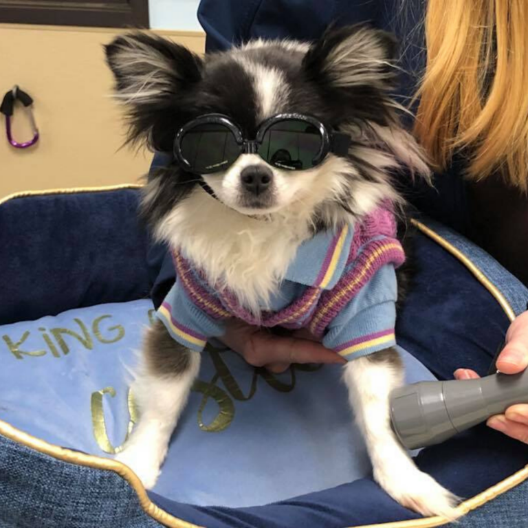 Moorpark Veterinary Hospital Pet Veterinarian