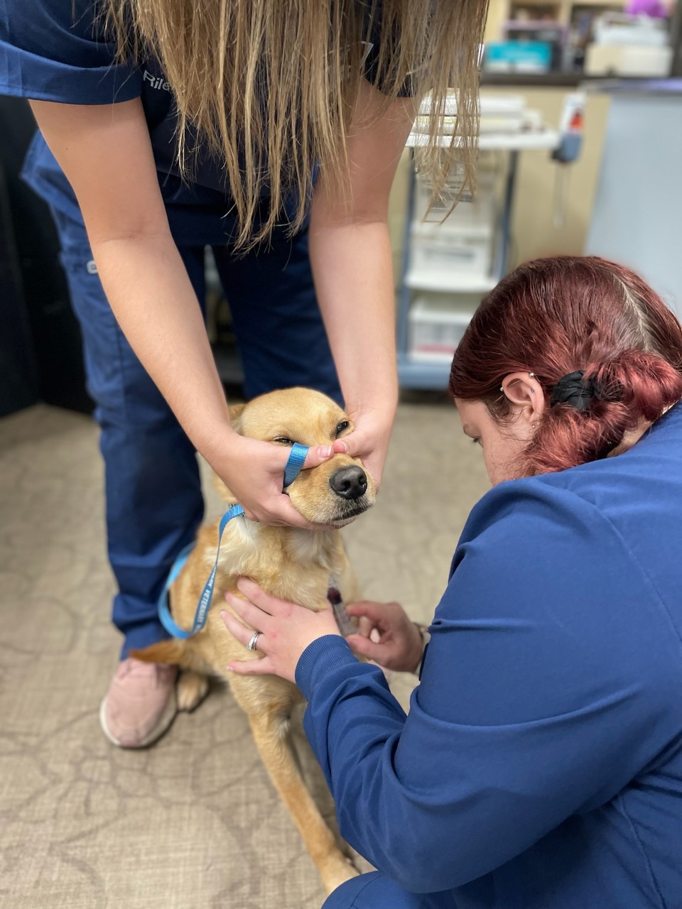 Preparing Your Pet for their Annual Labwork